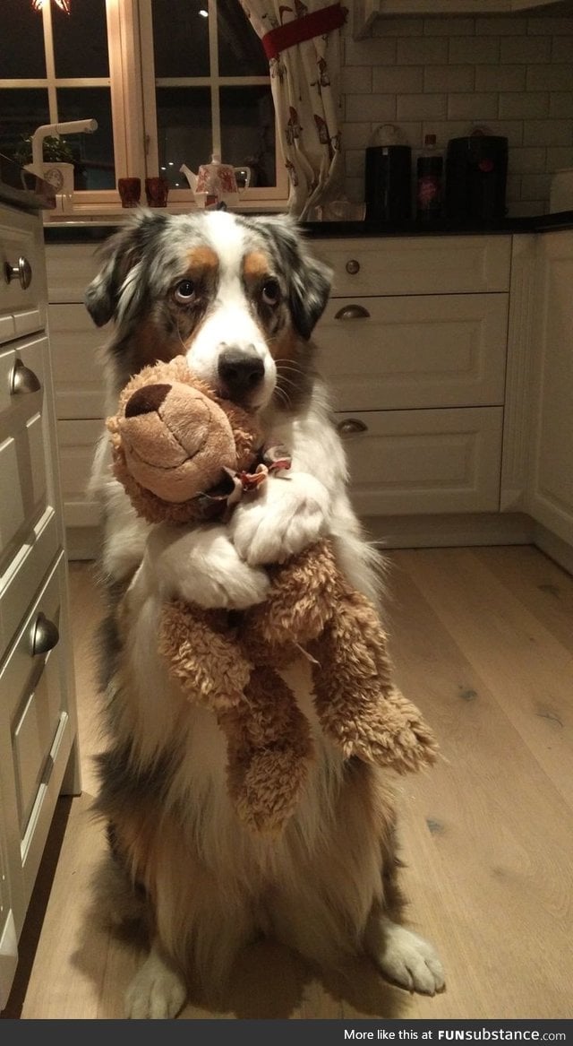 Doggo holding precious bear