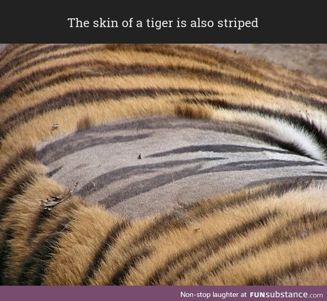 Have you ever seen a tiger's skin?