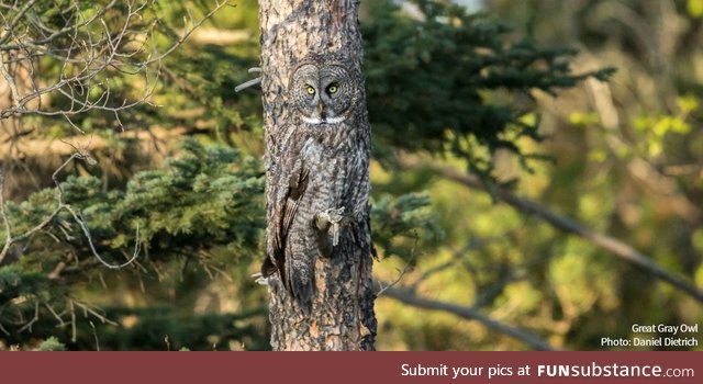 Great grey owl camouflage