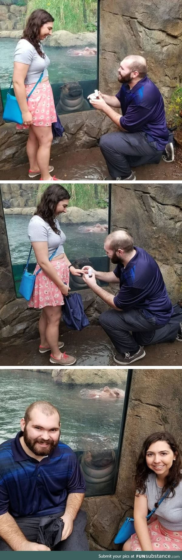 Fiona the Baby Hippo Approves of This Marriage Proposal