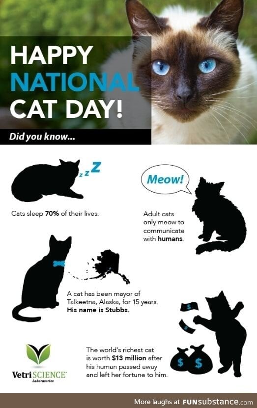 Interesting cat facts 2017