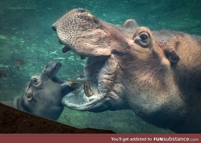 Fiona the hippo's father Henry dies at 36 years old, RIP Henry.