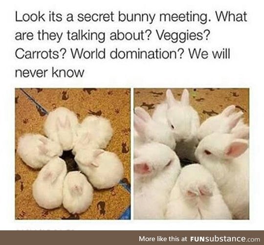 Secret bunny meeting