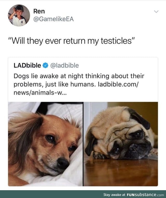 Dogs have problems too