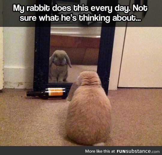 Introspective rabbit
