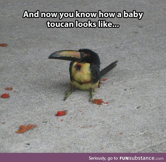 Just a tiny baby toucan