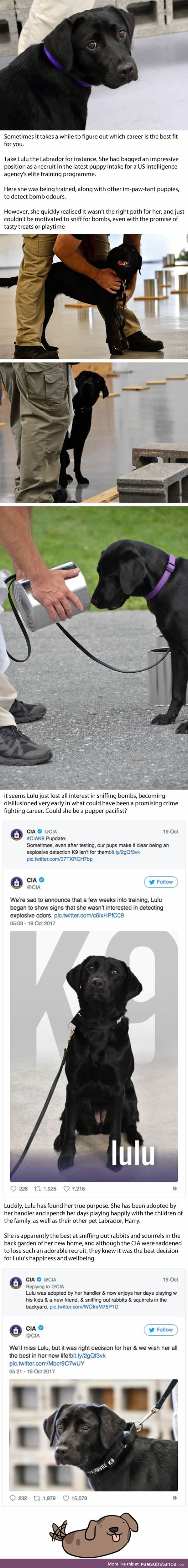 Dog Got Fired From CIA Because Sniffing Bombs Just Wasn't Her Thing