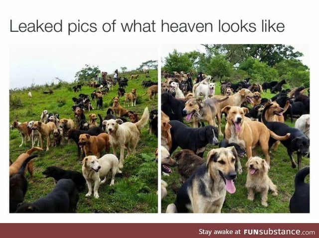 When dogs die, they don't go to heaven, the become a part of it