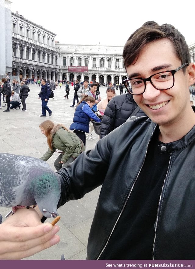 Pigeon forgot how to pigeon