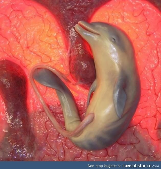 Image of a dolphin fetus created with dimensional ultrasounds and camera probes