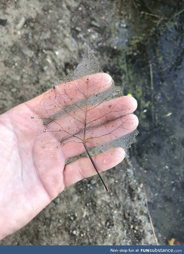 Leaf decomposing in a pond became completely transparent