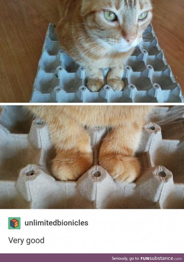Her paws fit perfectly in the egg carton