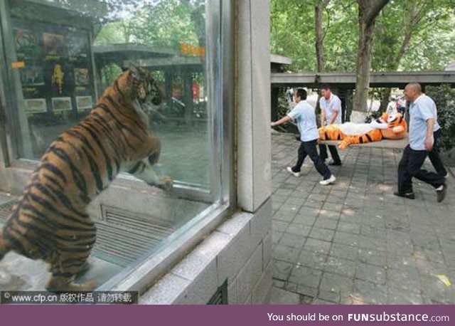 Trolling the Tiger exhibit