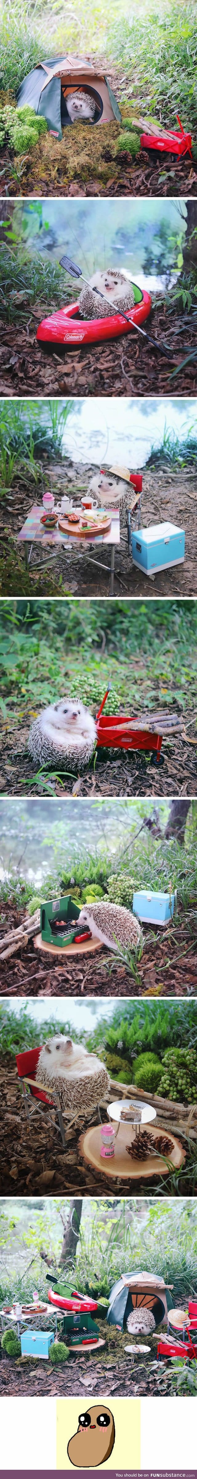 This camping hedgehog is the cutest thing you see today