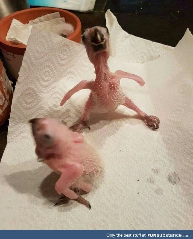 In case you've never seen baby parrots before