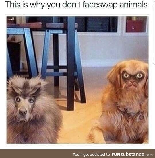 Face swapped animals