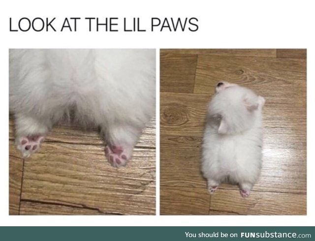 Little paws