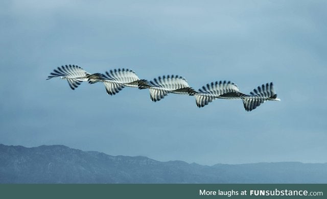 Multiple pictures of a bird in flight