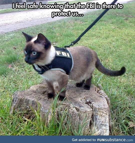 It's The Feline Bureau Of Investigation