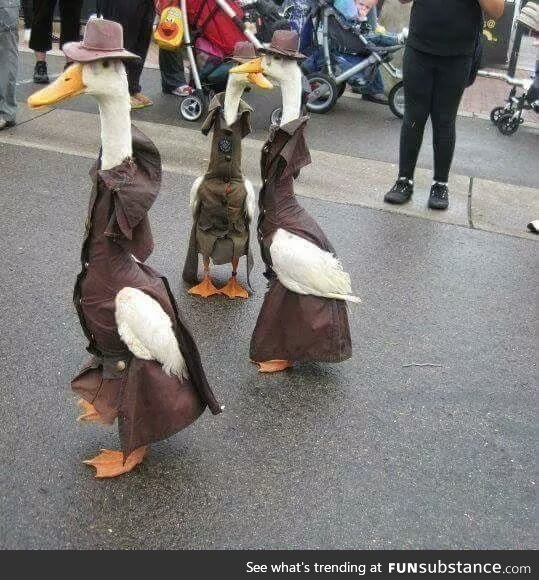 Classy ducks