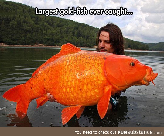 Giant orange koi carp