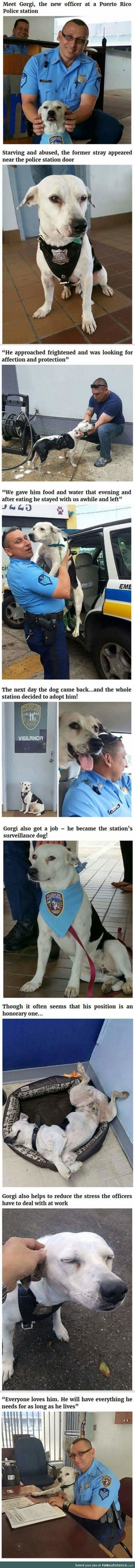 Gorgi the new doggo police officer