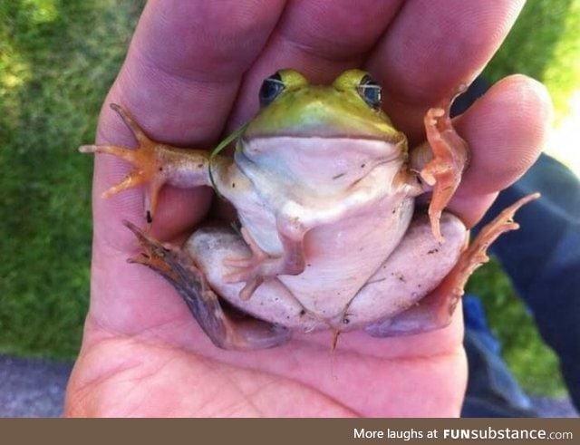 Just a frog with an extra leg