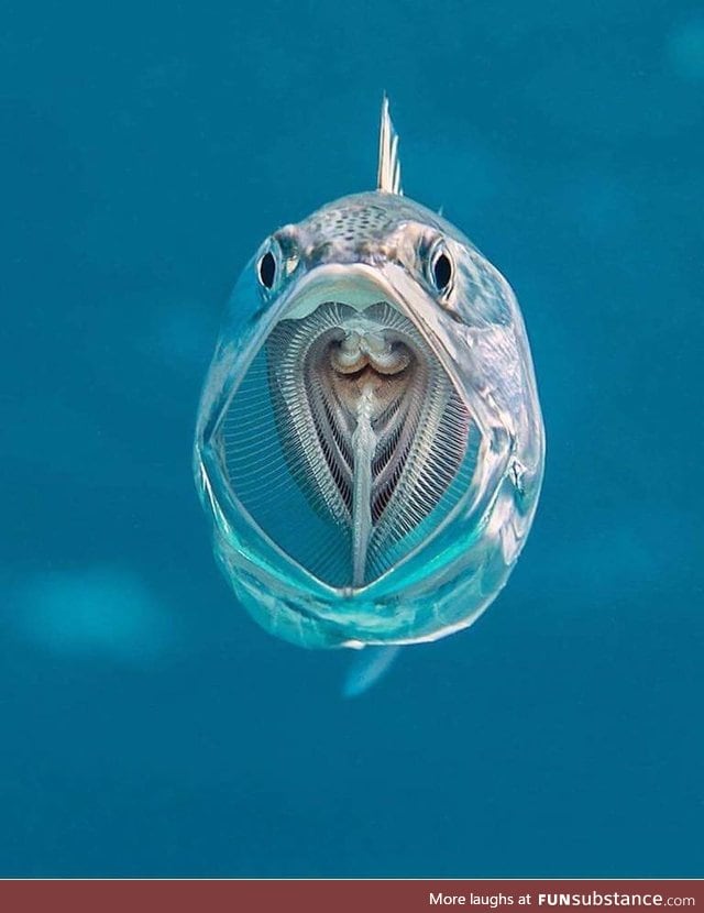 Perfect shot of a this striped Mackerel opening its mouth