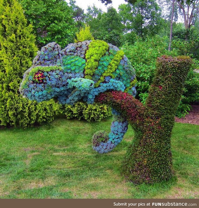 Succulents grown into the shape of a Chameleon, Montreal Botanical Garden