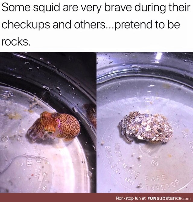 Squid pretends to be rock