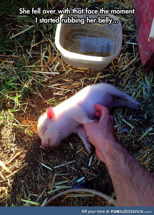 Little pigs love a good scratch