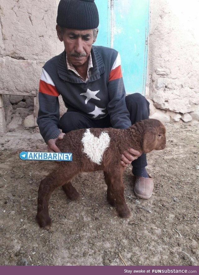 Little lamb born with a heart mark in a village near our town.