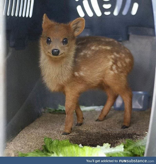 The Pudu Deer is the world's smallest deer. They live in bamboo thickets