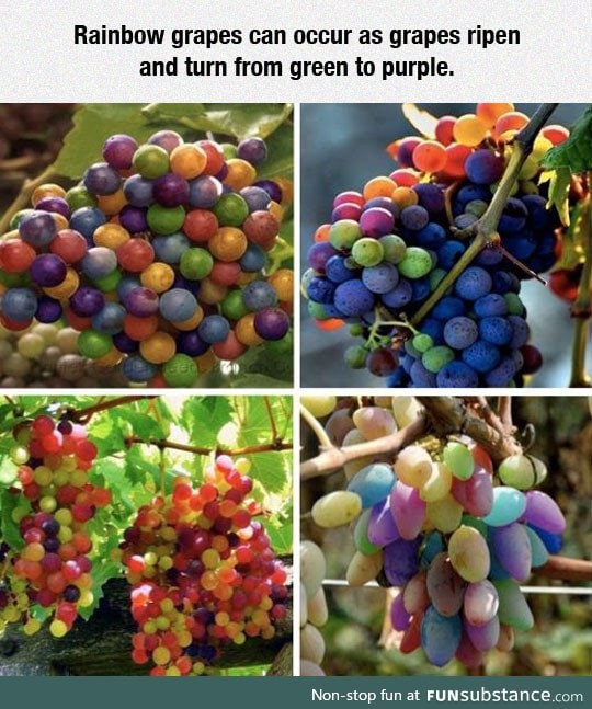 Rare rainbow grapes
