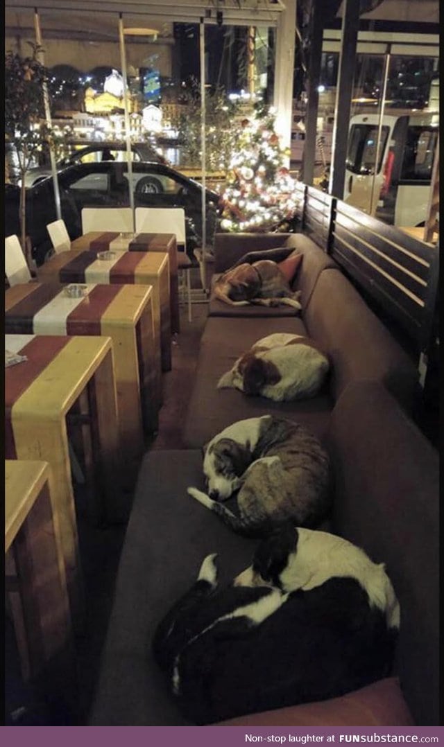 This coffee shop in Greece lets the stray dogs sleep inside every night