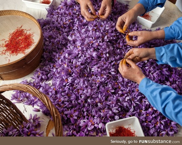 Harvesting saffron