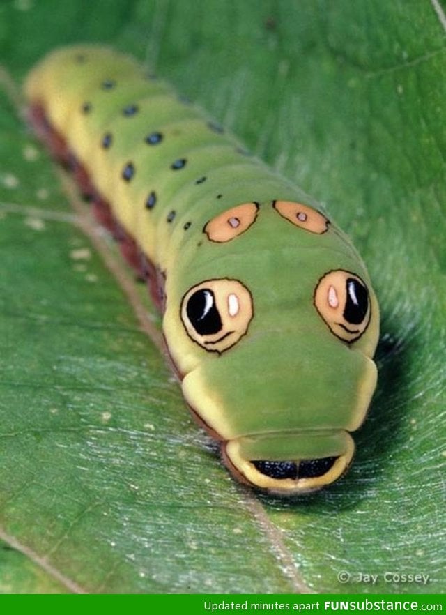 Swallowtail b*tterfly caterpillar looks like a cartoon snake