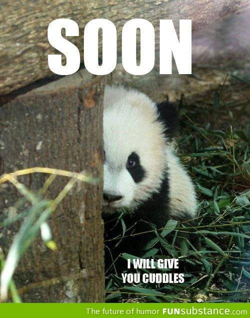 Little panda's tender threat