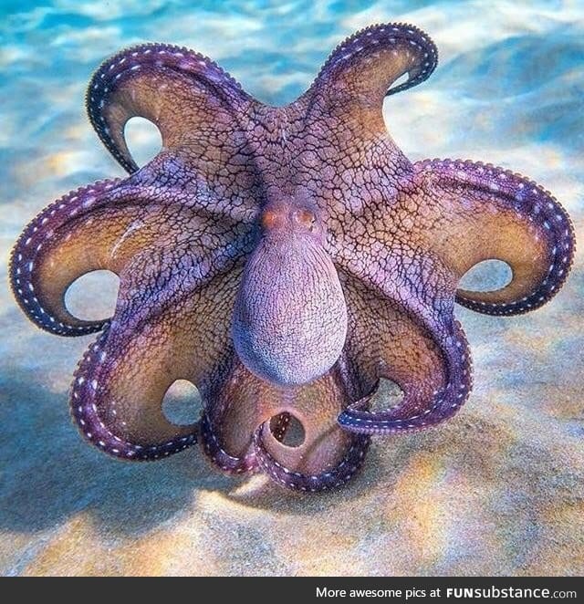 Hawaiian Day Octopus striking a pose