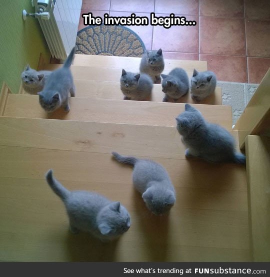 The cutest infestation ever