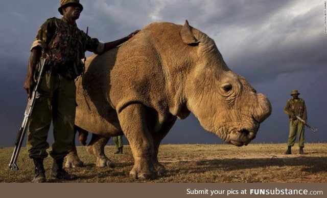 A picture of loneliness. You are looking at the last male Northern White Rhino on earth