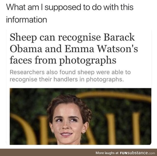 You'll know it's Emma Watson's sheep if you see one