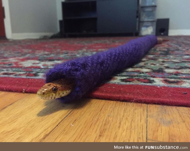 Danger noodle gets sweater for Christmas