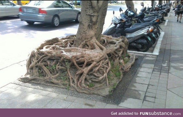 I finally found the square root!