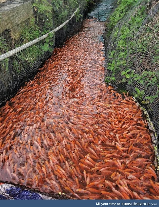 River filled with fish