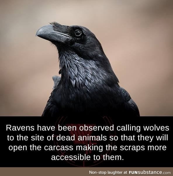 Ravens are hella smart