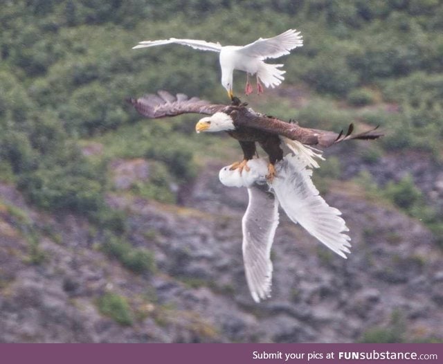 A desperate seagull trying to save his friend from the clutches of a bald eagle