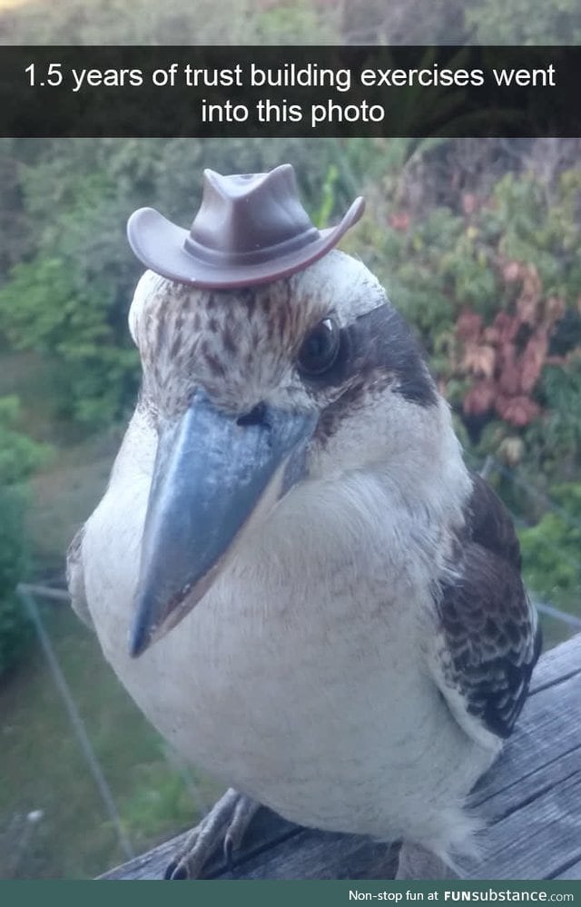 Looking dapper my dear kookaburra
