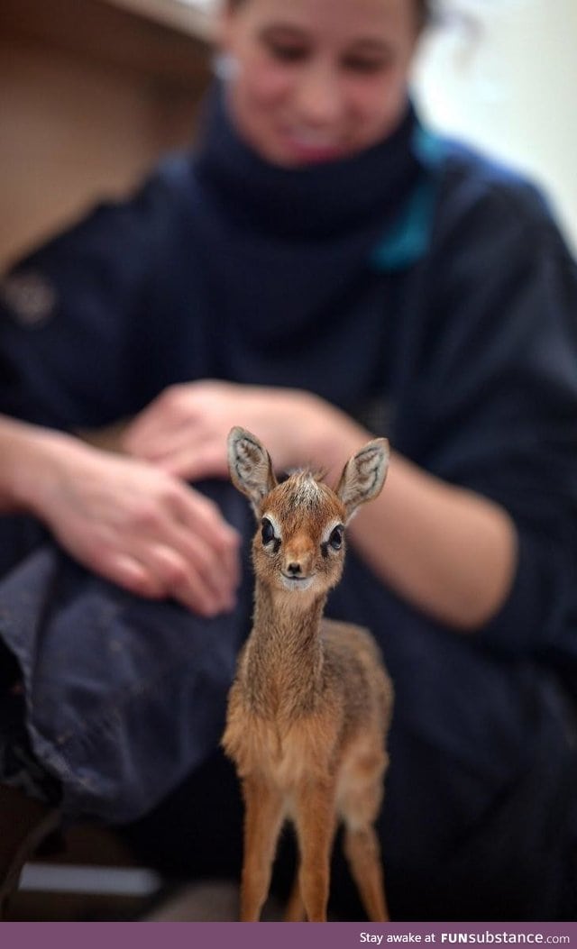 His name is Thanos and he is a baby dik-dik at the Chester Zoo