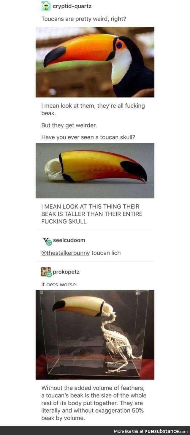 Toucans have huge beaks